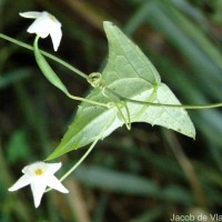 Zehneria thwaitesii (Schweinf.) C.Jeffrey